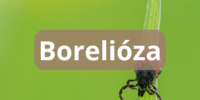 Borelióza